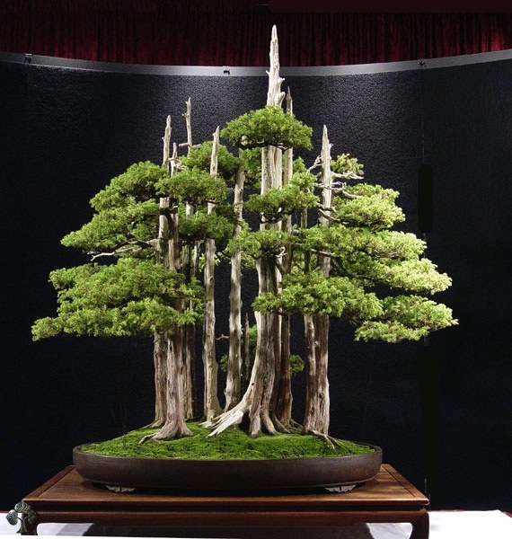 Wacholder (Juniperus Bonsai)
