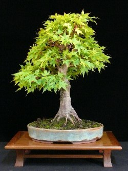 bonsai kaufen berlin
