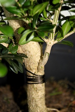 Grafting bonsai