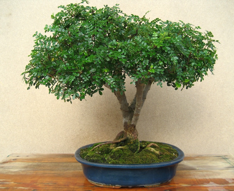 Chinesischer Pfefferbaum