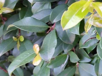 Kirschmyrten-Bonsai (Eugenia myrtifolia / Syzygium australe)