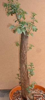 Hagedorn Yamadori aus dem Wald gesammelt