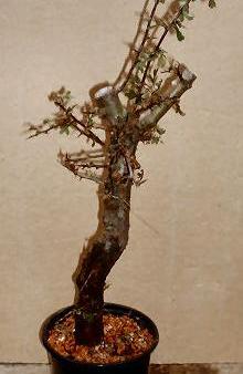 Der gesammelte Baum