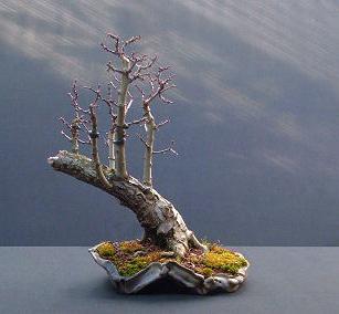Der Floßstil Hagedorn Bonsai