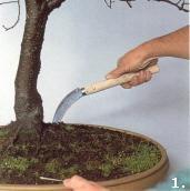 Umtopfen eines Baumes