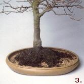 Das Positionieren des Bonsai im Topf