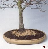 Der umgetopfte Baum