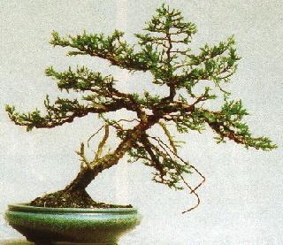 Wacholder Yamadori zum Training bereit