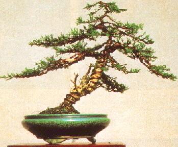 Wacholder Bonsai bedrahtet und trainiert