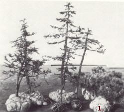 Bonsai Kultivierung aus dem Wald gesammelter Bäume