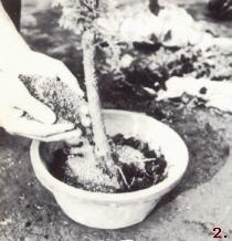 Bonsai Kultivierung durch das Sammeln von Bäumen aus Wäldern