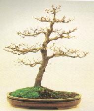 Ein Buchen Bonsai im Frühling