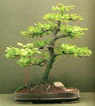 Ein Buchen Bonsai im Sommer