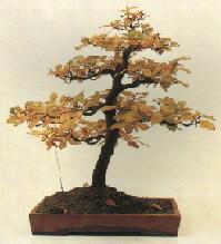 Ein Buchen Bonsai im Herbst