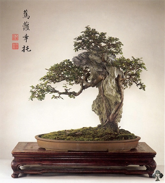 Chinesische Ulme (Ulmus parviflora Bonsai)