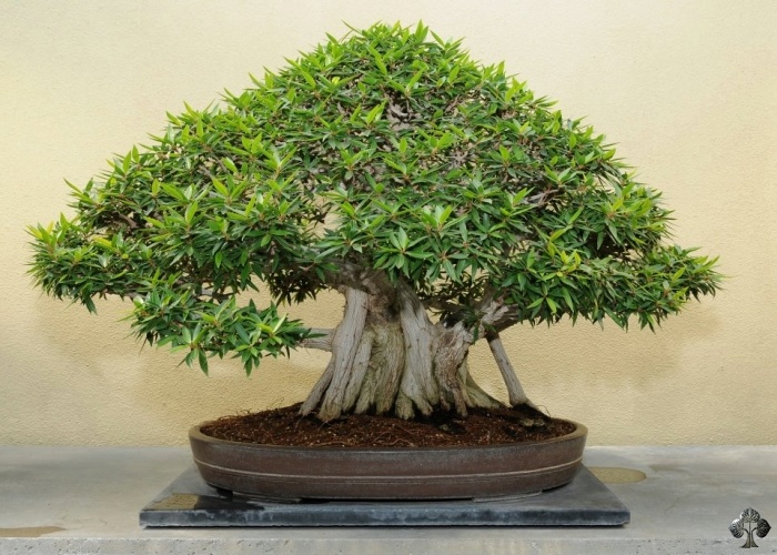 Ficus Bonsai (Ficus retusa / ginseng Bonsai)