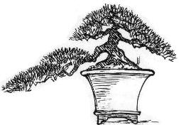 Han-Kengai Bonsai Form Kaskade