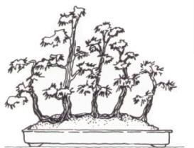 Ikadabuki Floßform Bonsai Baum