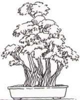 Kabudachi Multistamm Bonsai Form