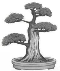 Sharimiki shari Bonsai Form
