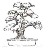 Sokan Doppel-Zwillingsstamm Bonsai Form