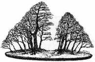 Yose-Ue Bonsai Wald Gruppenbepflanzungs Form