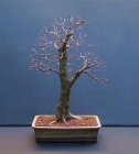 Hagedornbaumes