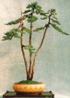 Wacholder literati bonsai