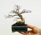 Shohin