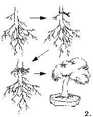 Kreation eines schönen Bonsai Flares