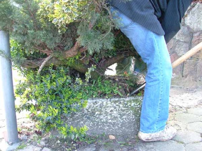 Juniper bonsai from garden