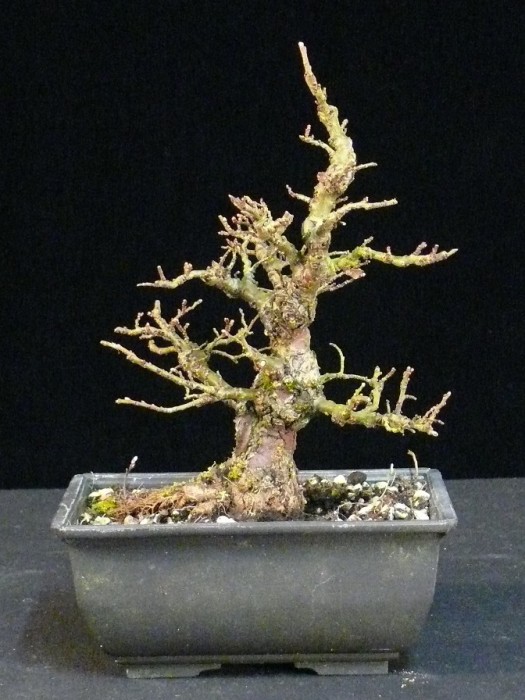 raw material / prebonsai