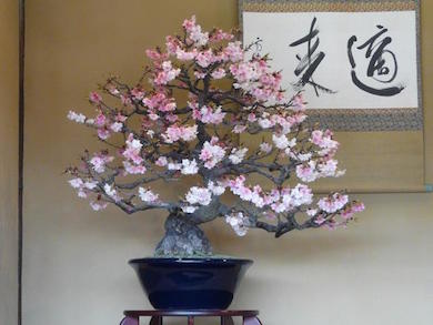 A wonderful Cherry blossom Bonsai in full bloom