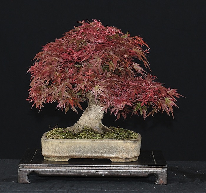 Acer palmatum bonsai