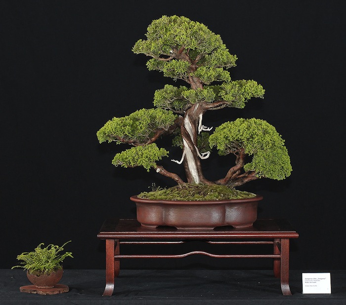 Itoigawa juniper bonsai