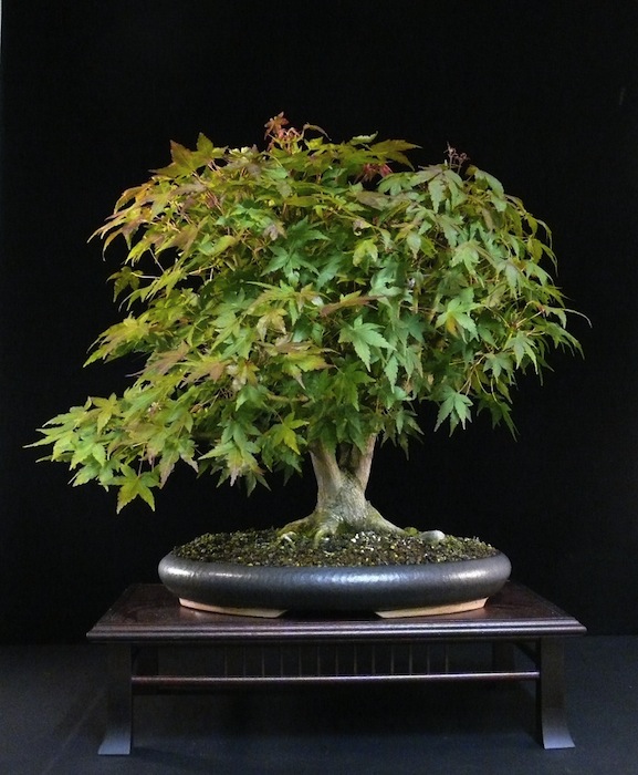 Multitrunk Japanese maple bonsai