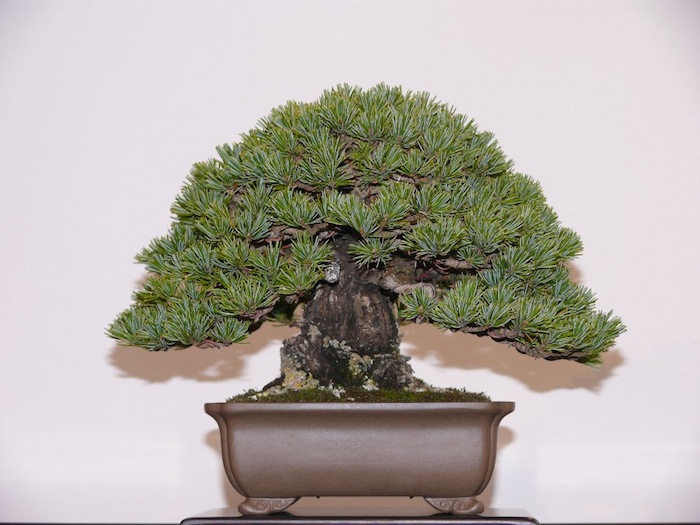 Shohin Japanese white pine