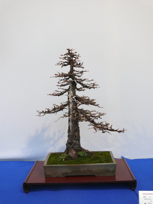 Formal upright larch bonsai