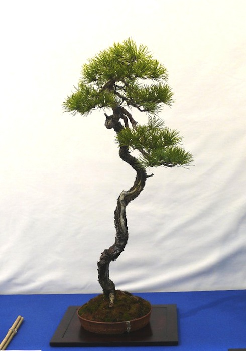 Bunjin pine in a small round pot