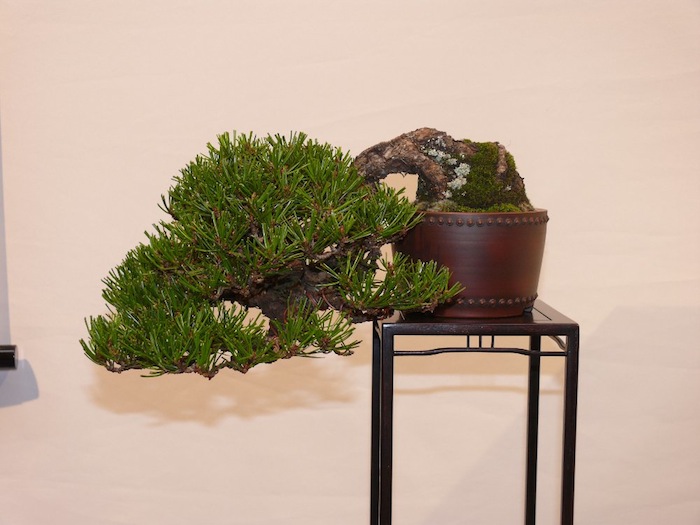 Shohin cascading pine bonsai