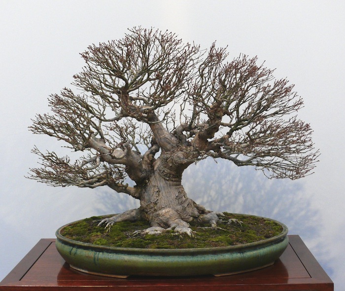 Japanese maple bonsai