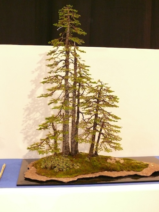 Spruce forest on a stone slab