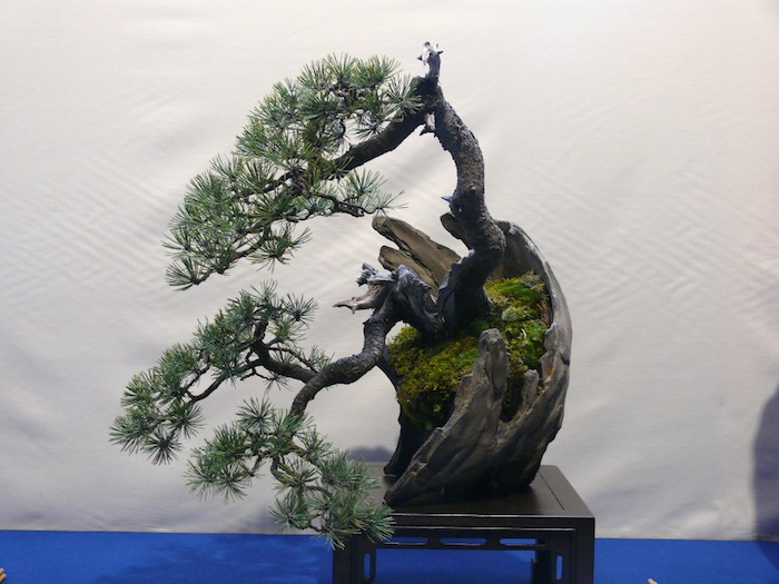 Yamadori pine in an individual pot by Erik Krizovensky