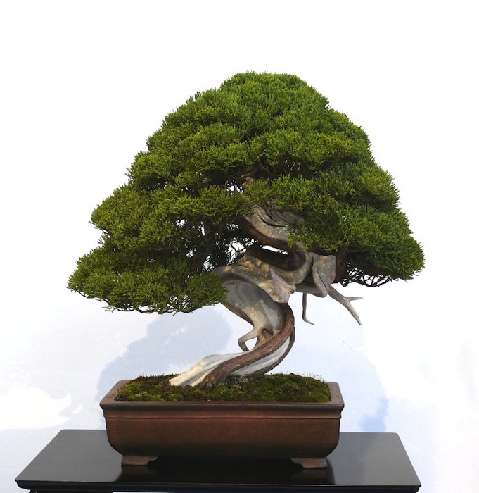 Juniper bonsai