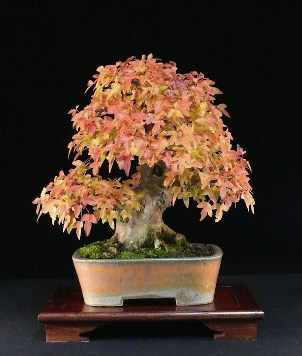 Trident maple in a custom-made pot by Horst Heinzlreiter.