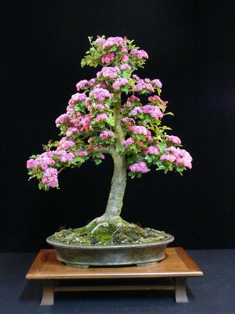 Bonsai planted in the new bonsai pot