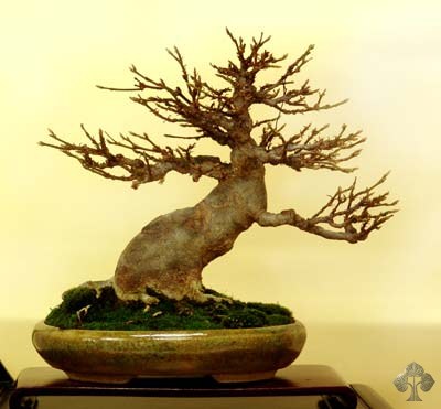 Acer