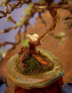 Bonsai