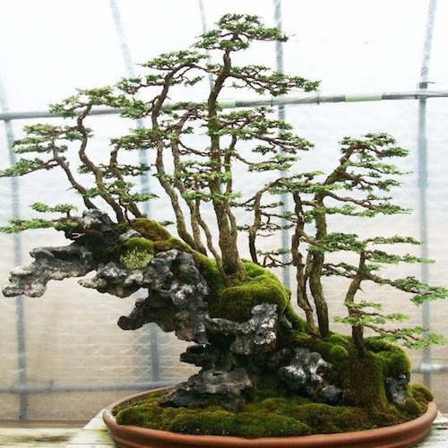 Rock bonsai