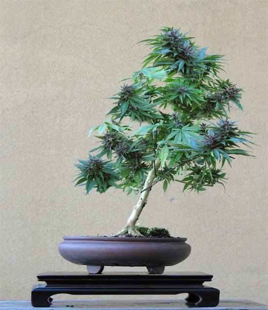 Cannabis Bonsai tree